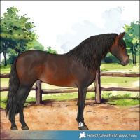 Horse Color:Bay 