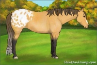 Horse Color:Buckskin Appaloosa 