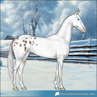Horse Color:Silver Brown Splash Tobiano Appaloosa Rabicano 