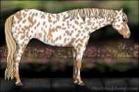 Horse Color:Chestnut Frame Appaloosa Rabicano 