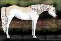Horse Color:Silver Classic Champagne Dun Splash Frame Appaloosa 