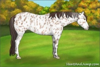 Horse Color:Amber Champagne Appaloosa  and Sable Champagne Appaloosa 