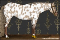 Horse Color:Liver Red Dun Appaloosa 