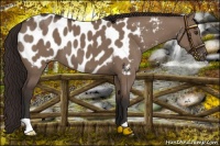Horse Color:Liver Red Dun Appaloosa 