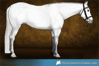 Horse Color:Gray White Spotted Bay Dun Splash Appaloosa Rabicano