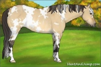 Horse Color:White Spotted Buckskin Dun Rabicano 