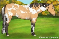Horse Color:White Spotted Buckskin Roan Rabicano 