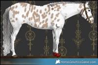 Horse Color:Liver Red Dun Appaloosa 