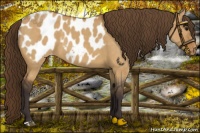 Horse Color:Buckskin Dun Appaloosa 