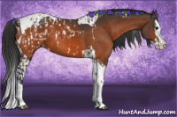 Horse Color:Bay Splash Tobiano Appaloosa  and Bay Splash Tobiano Appaloosa 