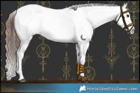 Horse Color:Brown Dun Near Leopard Rabicano 