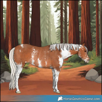 Horse Color:Silver Bay Sabino Rabicano 