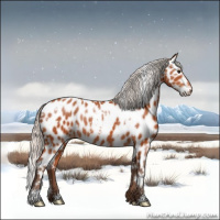 Horse Color:White Spotted Silver Bay Appaloosa Rabicano 
