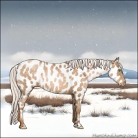Horse Color:White Spotted Silver Buckskin Pearl Appaloosa Rabicano 