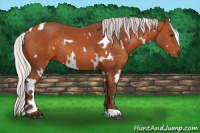 Horse Color:White Spotted Silver Bay Rabicano 
