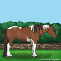 Horse Color:Bay Sabino Tobiano Varnish Rabicano 