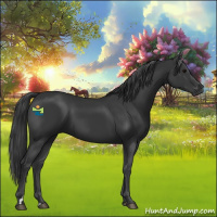 Horse Color:Black 