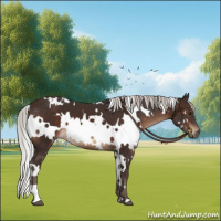 Horse Color:White Spotted Silver Brown 