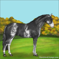 Horse Color:White Spotted Black