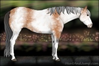 Horse Color:White Spotted Bay 