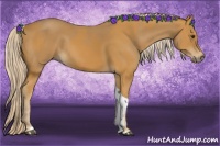 Horse Color:Palomino  and Palomino Tobiano 