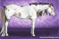 Horse Color:Liver Red Dun Sabino Splash Blanket  and Gold Champagne Dun Sabino Splash Blanket 