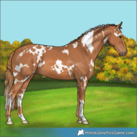 Horse Color:White Spotted Chestnut 