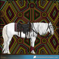 Horse Color:Palomino Sabino Appaloosa 