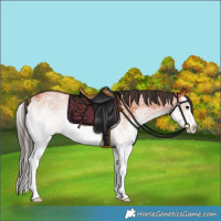 Horse Color:White Spotted Bay Splash