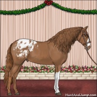 Horse Color:Chestnut Appaloosa