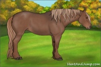 Horse Color:Liver Red Roan 