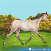 Horse Color:Bay Roan Pearl 