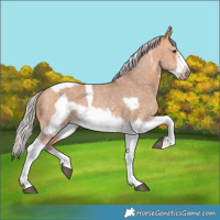 Horse Color:Silver Bay Dun Sabino Tobiano Frame Rabicano 
