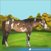 Horse Color:White Spotted Buckskin Sabino 