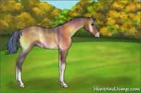 Horse Color:Painted Nacre Buckskin Roan Onyx 