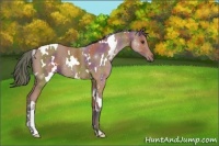 Horse Color:Nacre White Spotted Bay Roan