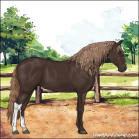 Horse Color:Liver Chestnut 