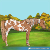 Horse Color:White Spotted Chestnut 