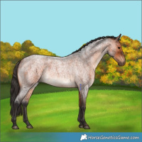 Horse Color:Bay Roan 