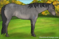 Horse Color:Blue Roan 