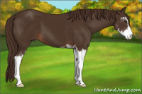 Horse Color:Liver Chestnut Sabino 