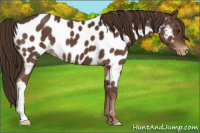 Horse Color:Liver Chestnut Appaloosa