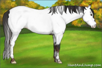 Horse Color:Liver Chestnut Appaloosa