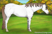 Horse Color:Chocolate Palomino Near Fewspot 