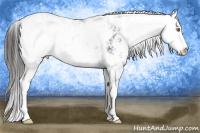 Horse Color:Liver Chestnut Sabino Appaloosa 