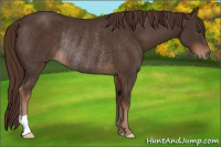 Horse Color:Liver Chestnut Rabicano 