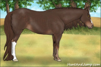 Horse Color:Liver Chestnut 