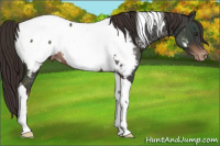 Horse Color:Liver Chestnut Tobiano Appaloosa