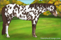Horse Color:Liver Chestnut Appaloosa 