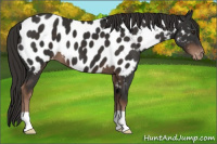 Horse Color:Liver Chestnut Appaloosa